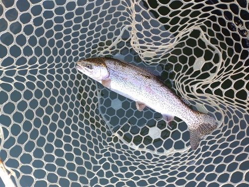 ニジマスの釣果