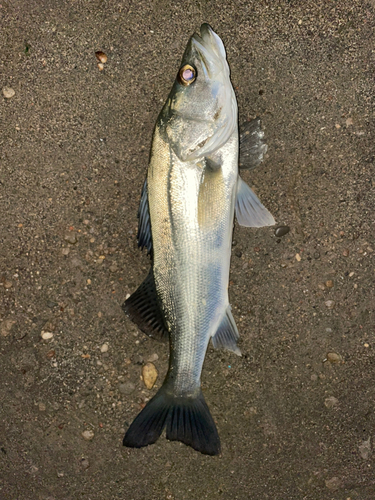 フッコ（マルスズキ）の釣果