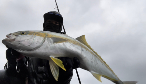 ヒラマサの釣果