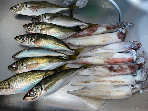 マアジの釣果