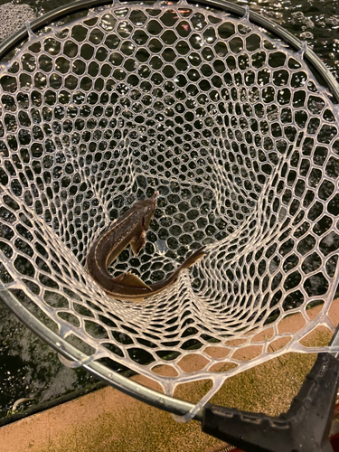 チョウザメの釣果