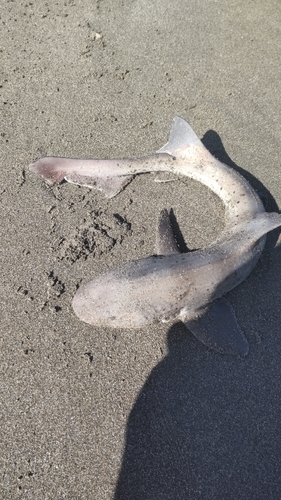 サメの釣果