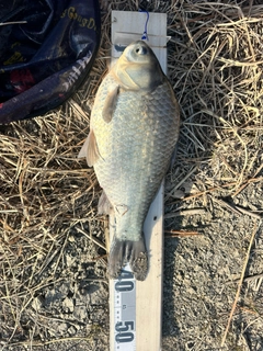 ヘラブナの釣果