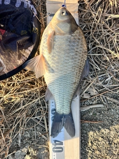 ヘラブナの釣果