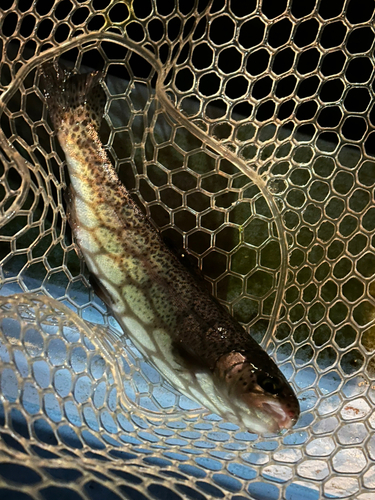 トラウトの釣果