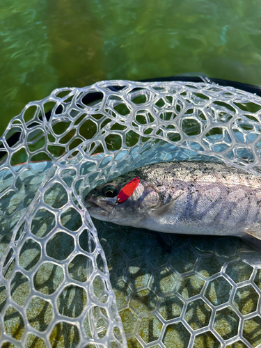 トラウトの釣果