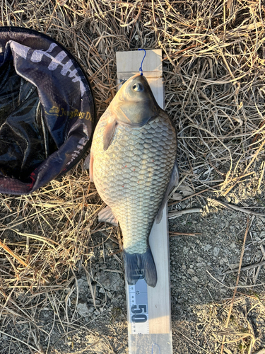 ヘラブナの釣果