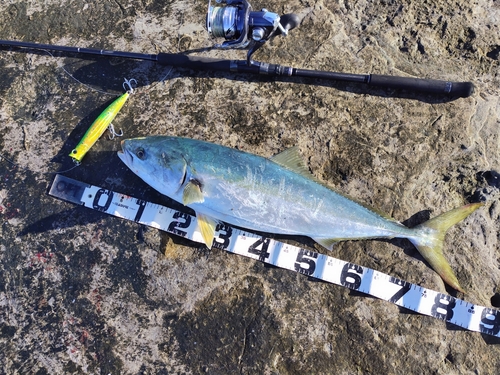 ブリの釣果