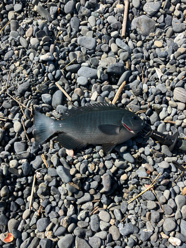 メジナの釣果