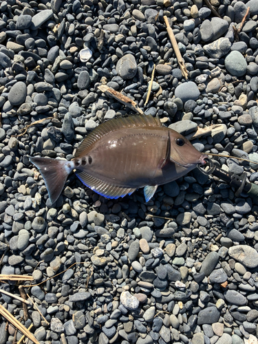 ニザダイの釣果