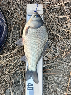 ヘラブナの釣果