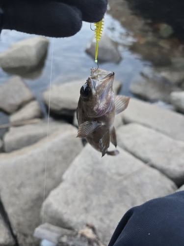 アカメバルの釣果