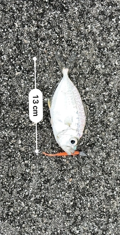 コバンヒイラギの釣果
