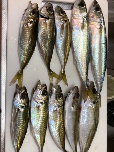 アジの釣果