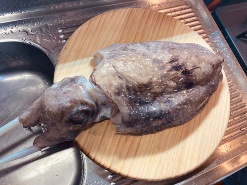 コブシメの釣果