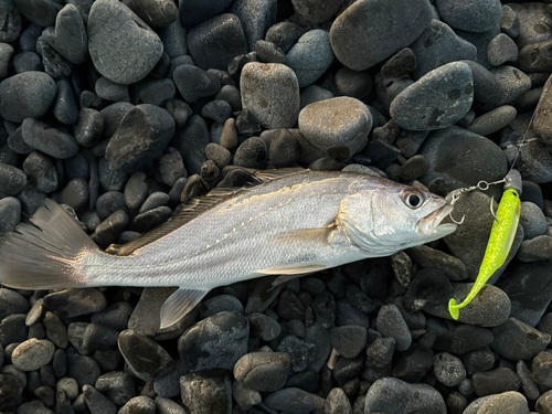 ニベの釣果