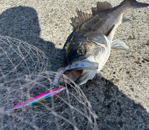 シーバスの釣果