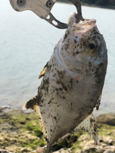 ガーラの釣果