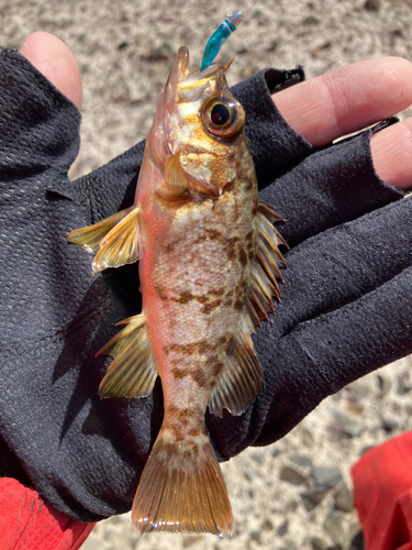 メバルの釣果