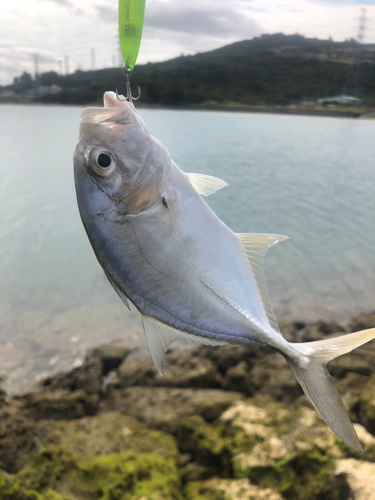 ガーラの釣果