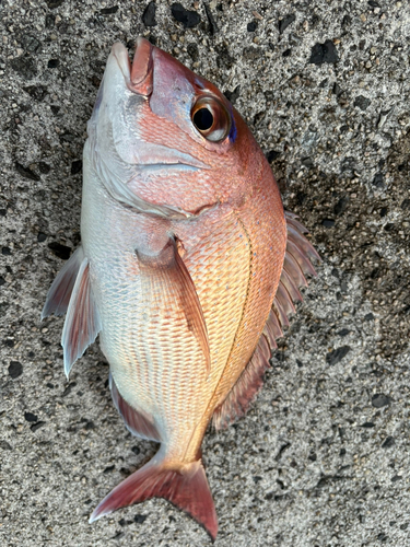 マダイの釣果