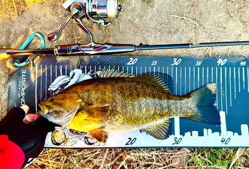 スモールマウスバスの釣果