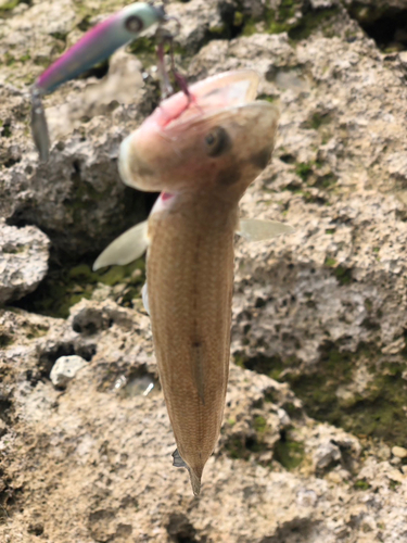 エソの釣果