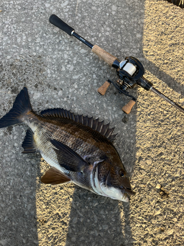 クロダイの釣果