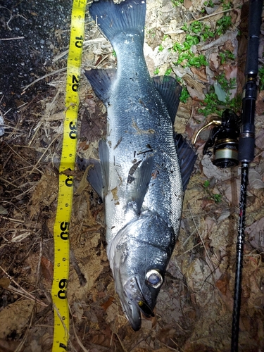 ヒラスズキの釣果