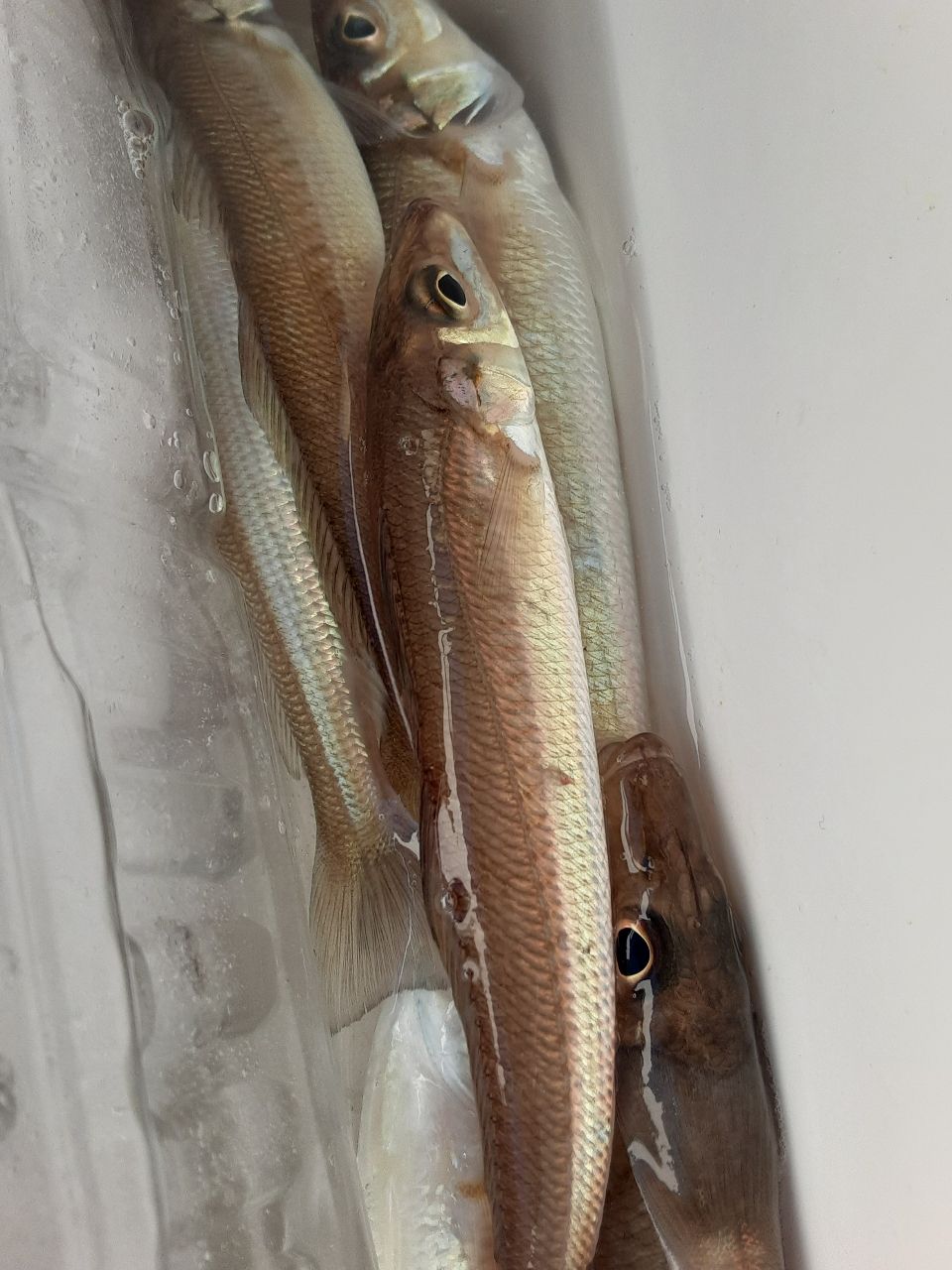 アングラ～たつさんの釣果 2枚目の画像