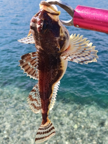 カジカの釣果