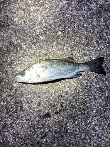 セイゴ（ヒラスズキ）の釣果