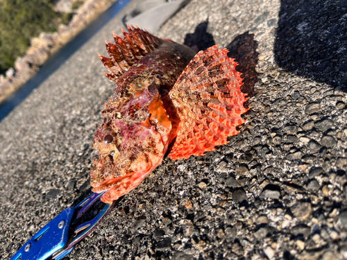 オニカサゴの釣果