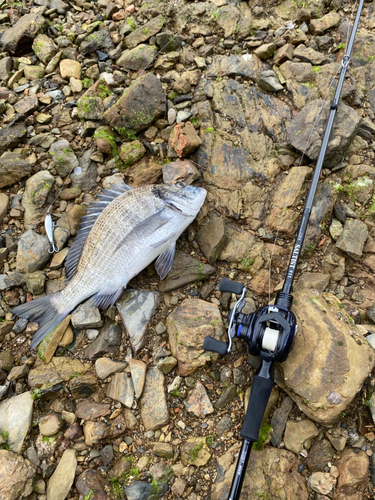 ミナミクロダイの釣果