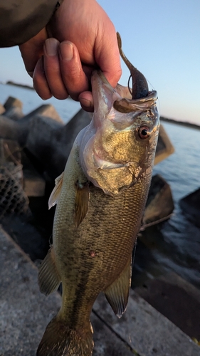 ブラックバスの釣果