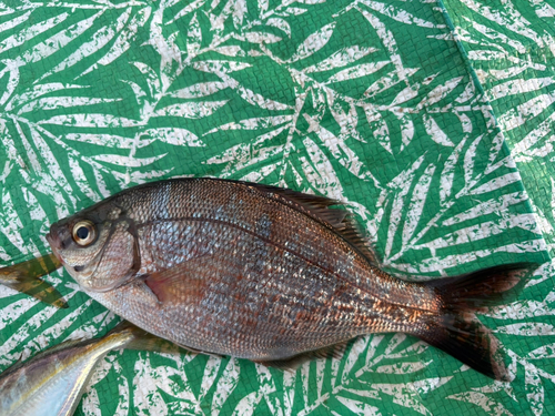 ウミタナゴの釣果