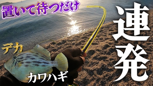 カワハギの釣果