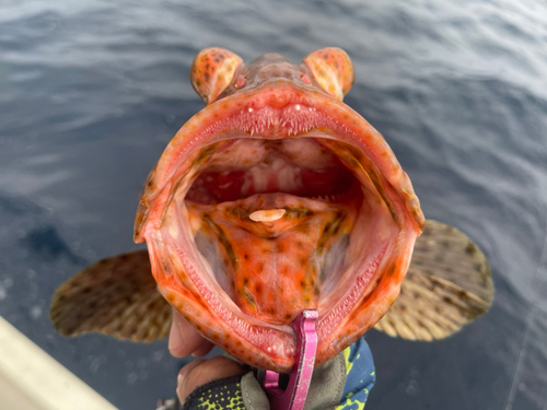 シロブチハタの釣果