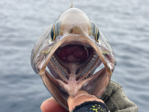 イシフエダイの釣果