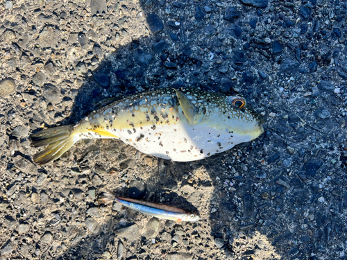 クサフグの釣果