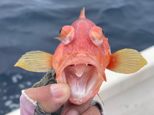 オジロバラハタの釣果