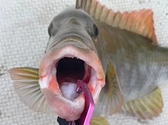 キツネフエフキの釣果