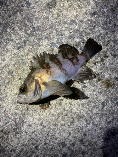 シロメバルの釣果