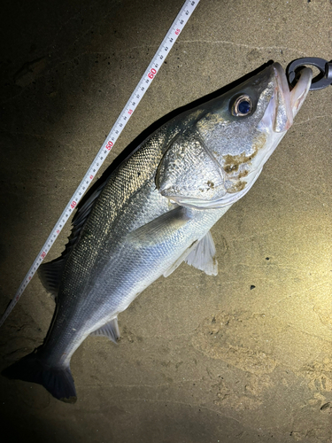 スズキの釣果