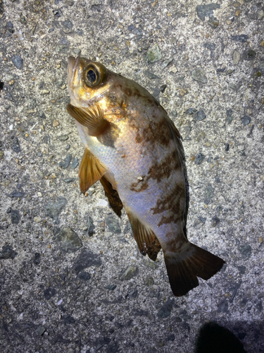 アカメバルの釣果