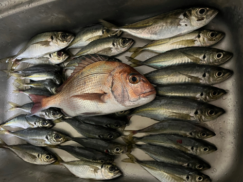 アジの釣果