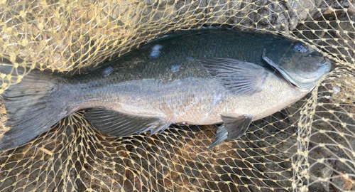 メジナの釣果