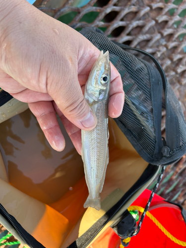 シロギスの釣果