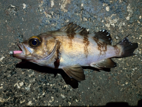 メバルの釣果