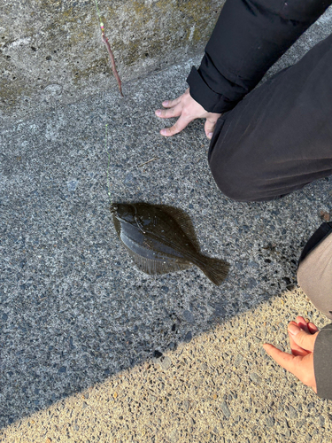 カレイの釣果